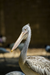 Image of Spot-billed pelican ( Pelecanus philippensis). wild animals.