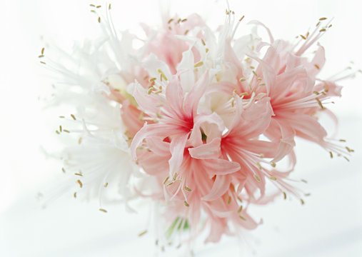 Lily