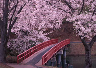 Cherry Blossom and Bridge