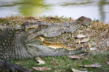 Image of a crocodile on the grass. Reptile Animals.