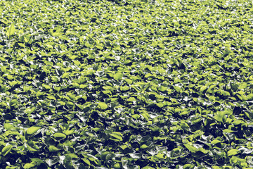 Water Hyacinth plants in Asia