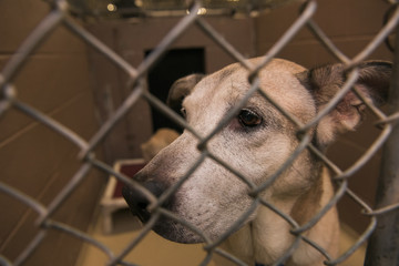 A dog(s) in shelter waiting to be adopted 