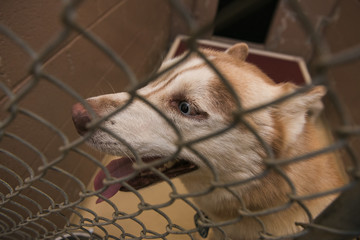 A dog(s) in shelter waiting to be adopted 