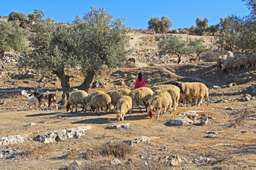 Shepherdess tending her sheep in an olive grove between Jerusalem and Bethlehem, Israel.
