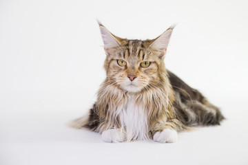 A maine coon cat sitting on floor