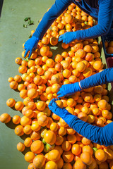 The working of oranges: farmers manually checking and selecting tarocco fruits