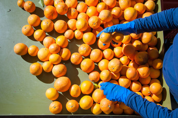 The working of oranges: farmers manually checking and selecting tarocco fruits