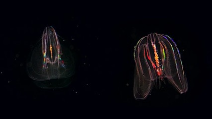 Two glowing Jellyfish float through the Atlantic Ocean. These Comb Jellies (Mnemiopsis) produce a fantastic rainbow light show via diffracting light through movement of cilia (and bioluminescence).