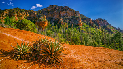 Cactus Plants Over a Canyon