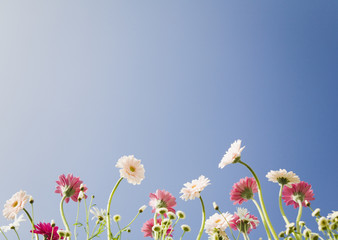 Transvaal Daisy and Marguerite