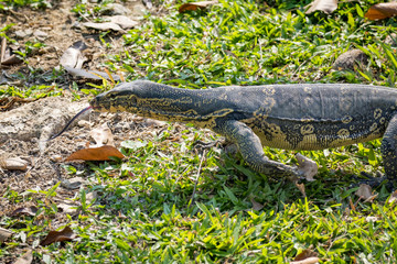 Image of a bengal monitor.  Reptile Animals.
