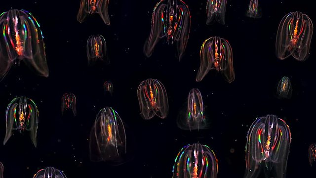 Twenty glowing Jellyfish float through the Atlantic Ocean. These Comb Jellies (Mnemiopsis) produce a fantastic rainbow light show via diffracting light through movement of cilia (and bioluminescence).