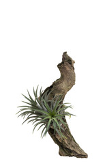 Air plant with scientific name Tillandsia with old timber . Isolated on white background.