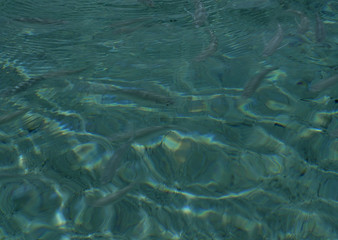 Surface of the Water