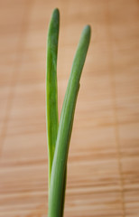 Closeup of a green onion