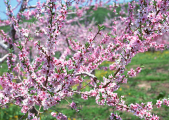 Apple Blossoms