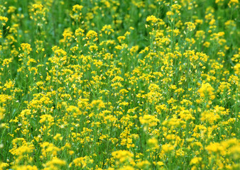 Obraz premium Field Mustard