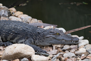 Gros plan sur un très grand crocodile Mugger Crocodylus palustris relaxant sur le rocher avec un œil jaune. avec rivière en arrière-plan.