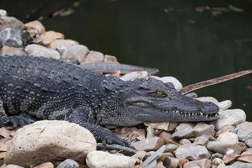 Crédence de cuisine en verre imprimé Crocodile Gros plan sur un très grand crocodile Mugger Crocodylus palustris relaxant sur le rocher avec un œil jaune. avec rivière en arrière-plan.