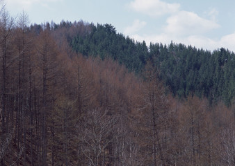 Fototapeta premium Forest