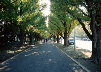 Obraz premium Avenue