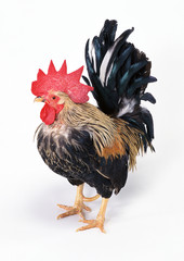 Japanese Bantam