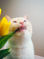 mischievous white cat with blue eyes next to the yellow tulips, plays, bites. copy space for text