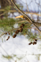 Small cones of coniferous trees in the forest.