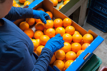 The working of oranges: Farmers manually selecting and then putting just picked tarocco oranges into boxes - 140993672