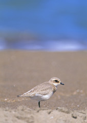 Bird on Beach