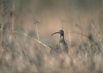 Whimbrel