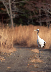 Japanese Crane