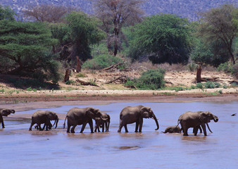 Plakat African Elephants