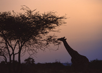 Reticulated Giraffe