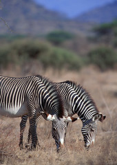 Obraz premium Zebra 