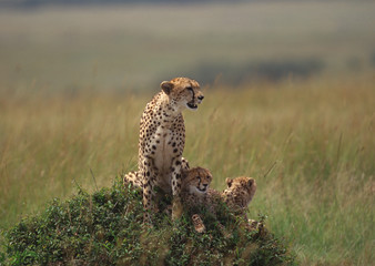 Cheetah