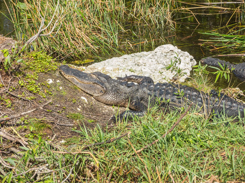 American alligator at Evergaldes National park in florida