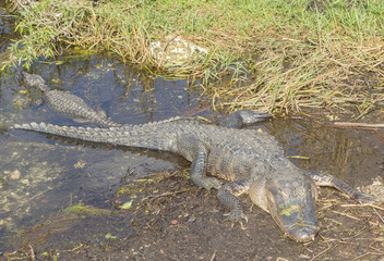 American alligator at Evergaldes National park in florida