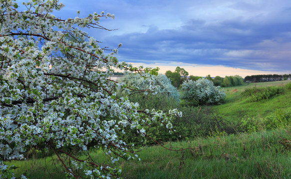 blossoming apple tree on the river bank