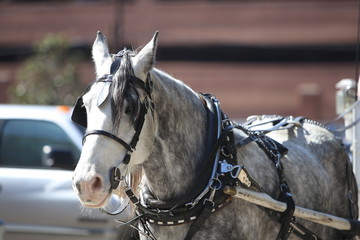 Obraz premium Horse