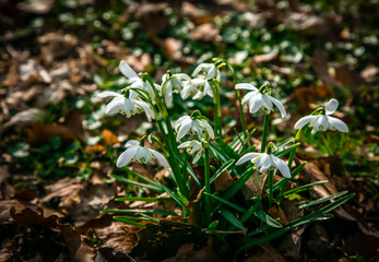 snowdrop flower blooming on spring in the garden