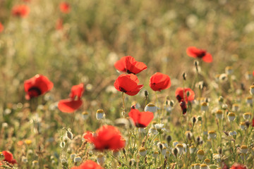 Poppy flowers field, close-up early in the morning