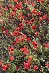 Poppy flowers field, close-up early in the morning