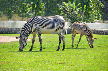 Fototapeta na wymiar Zebras. Striped mom