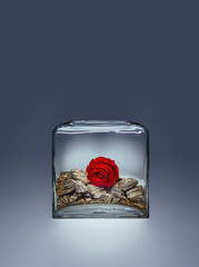 Lonely red rose blossom in a transparent glass vase with stones