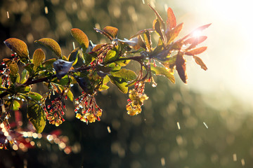 branch of blooming barberry in the rain