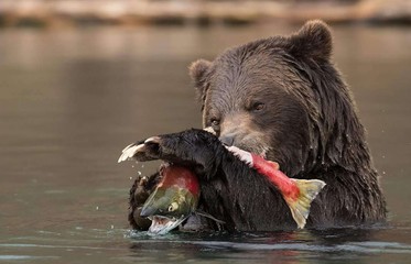 Wildlife bear
