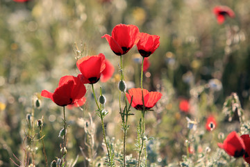 Poppy flowers field, close-up early in the morning