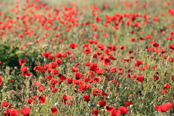 Poppy flowers field, close-up early in the morning