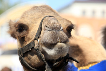 camel portrait